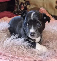 Black Beauty, a female Chihuahua for sale in Loxley, AL – 1 of 3