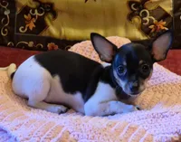 Bella, a female Chihuahua for sale in Loxley, AL – 1 of 4