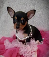 Peaches, a female Chihuahua for sale in Loxley, AL – Photo 2 of 2