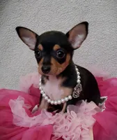 Peaches, a female Chihuahua for sale in Loxley, AL – Photo 1 of 2