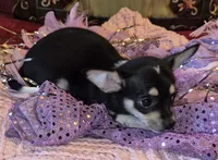 Roxie, a female Chihuahua for sale in Loxley, AL – 2 of 5