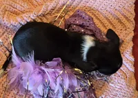 Candy, a female Chihuahua for sale in Loxley, AL – 3 of 4