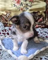 Blue-boy, a male Chihuahua for sale in Loxley, AL – 4 of 5