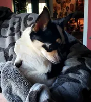 Sparky, a male Chihuahua for sale in Loxley, AL – 4 of 4