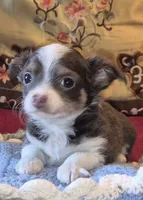 Gus, a male Chihuahua for sale in Loxley, AL – 1 of 4