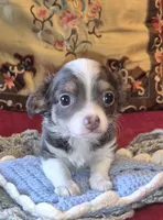 Gus, a male Chihuahua for sale in Loxley, AL – 2 of 4