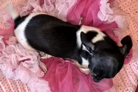 Rocket, a female Chihuahua for sale in Loxley, AL – 2 of 4