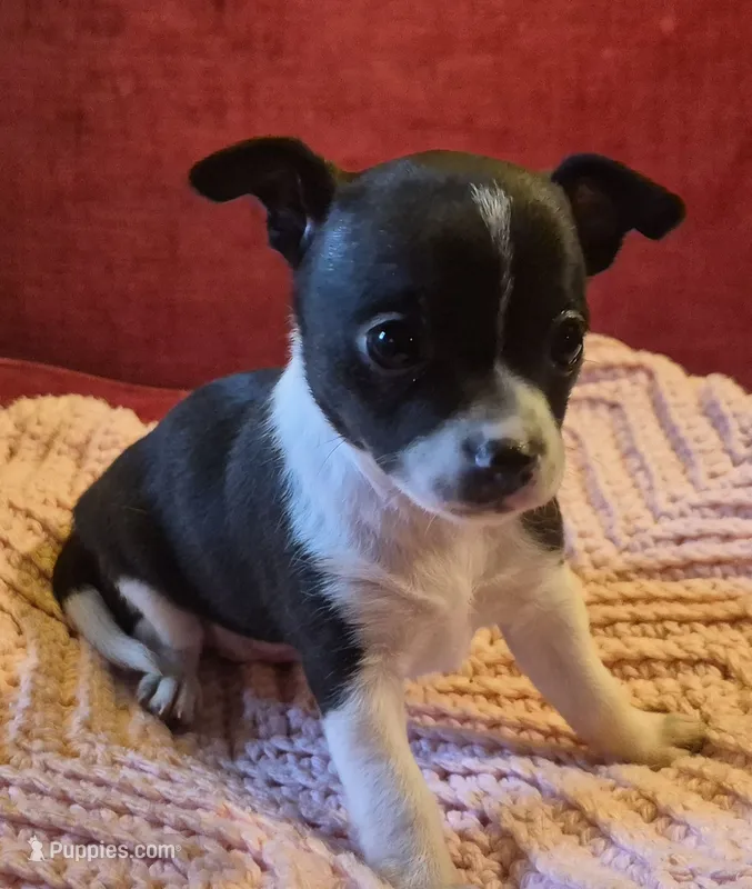 Shelly – Chihuahua puppy for sale in Loxley, AL