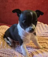 Shelly, a female Chihuahua for sale in Loxley, AL – 1 of 5