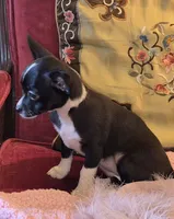 Pepper, a female Chihuahua for sale in Loxley, AL – 3 of 3