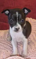 Shelly, a female Chihuahua for sale in Loxley, AL – 4 of 5
