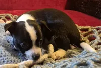 Max, a male Chihuahua for sale in Loxley, AL – 1 of 4