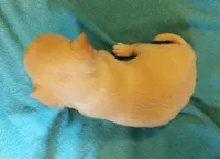 Butters, a male Chihuahua for sale in Loxley, AL – Photo 3 of 3