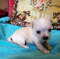 Butters, a male Chihuahua for sale in Loxley, AL – Photo 1 of 3