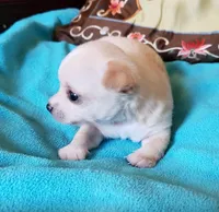 Butters, a male Chihuahua for sale in Loxley, AL – Photo 2 of 3