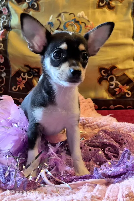 Candy – Chihuahua puppy for sale in Loxley, AL