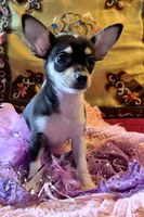 Candy, a female Chihuahua for sale in Loxley, AL – 1 of 4