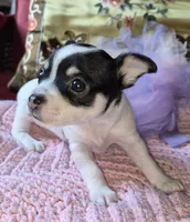 Bella, a female Chihuahua for sale in Loxley, AL – 3 of 5