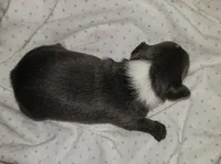 Cobalt, a male Chihuahua for sale in Loxley, AL – Photo 1 of 2