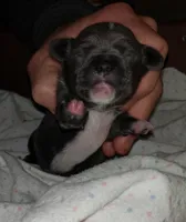 Cobalt, a male Chihuahua for sale in Loxley, AL – Photo 2 of 2