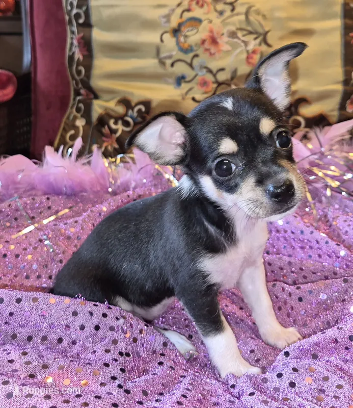 Gizmo – Chihuahua puppy for sale in Loxley, AL