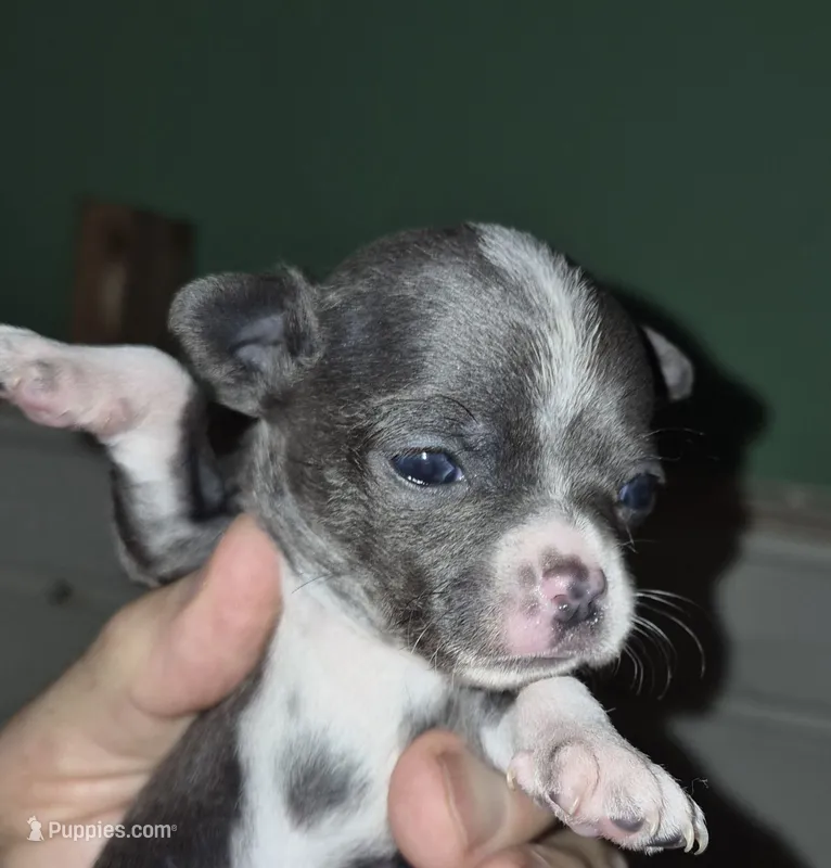 Bella Blue – Chihuahua puppy for sale in Loxley, AL
