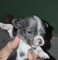 Bella Blue, a female Chihuahua for sale in Loxley, AL – 1 of 3