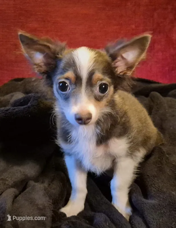 Max – Chihuahua puppy for sale in Loxley, AL