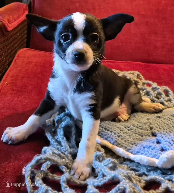 Max – Chihuahua puppy for sale in Loxley, AL