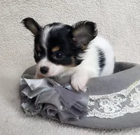 Sparky, a male Chihuahua for sale in Loxley, AL – Photo 2 of 4