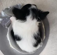 Sparky, a male Chihuahua for sale in Loxley, AL – Photo 4 of 4