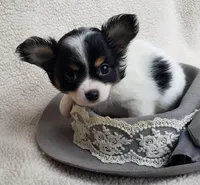 Sparky, a male Chihuahua for sale in Loxley, AL – Photo 1 of 4