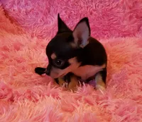 Roxie, a female Chihuahua for sale in Loxley, AL – Photo 2 of 3