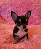 Roxie, a female Chihuahua for sale in Loxley, AL – Photo 3 of 3