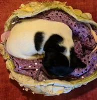 Candy, a female Chihuahua for sale in Loxley, AL – 4 of 4