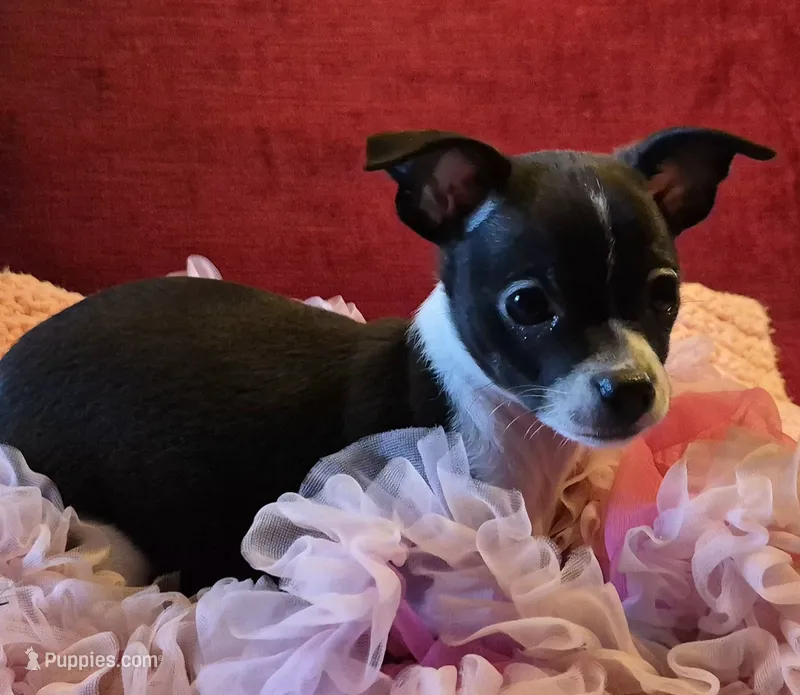 Shelly – Chihuahua puppy for sale in Loxley, AL