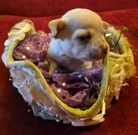 Snow, a female Chihuahua for sale in Loxley, AL – 2 of 4