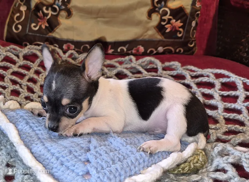 Sparky – Chihuahua puppy for sale in Loxley, AL