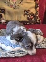 Gus, a male Chihuahua for sale in Loxley, AL – 3 of 4