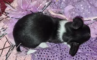 Roxie, a female Chihuahua for sale in Loxley, AL – 4 of 5