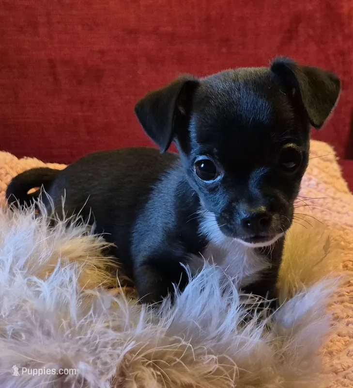 Little Bit – Chihuahua puppy for sale in Loxley, AL