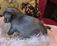 LadyBlue, a female Chihuahua for sale in Loxley, AL – 5 of 6