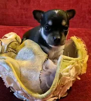 Gizmo, a female Chihuahua for sale in Loxley, AL – 2 of 4