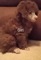 Cocoa, a female Poodle for sale in Loxley, AL – Photo 1 of 2