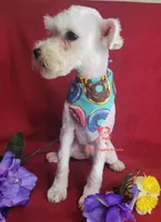 Dolly, a female Miniature Schnauzer for sale in Fairhope, AL – 7 of 9