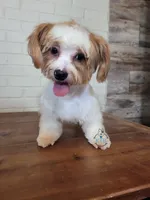 Trip -AKC/CKC - possible trade, a male Yorkshire Terrier for sale in Fairhope, AL – Photo 4 of 5