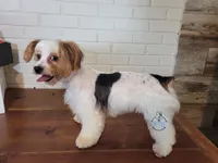 Trip -AKC/CKC - possible trade, a male Yorkshire Terrier for sale in Fairhope, AL – Photo 5 of 5