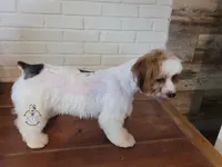 Trip -AKC/CKC - possible trade, a male Yorkshire Terrier for sale in Fairhope, AL – Photo 3 of 5