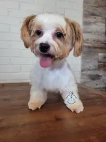 Trip -AKC/CKC - possible trade, a male Yorkshire Terrier for sale in Fairhope, AL – Photo 2 of 5