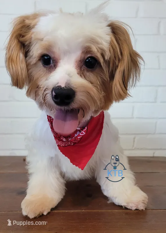 Trip -AKC/CKC - possible trade